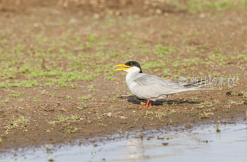 (印度)Tern河，Sterna aurantia, Satpura国家公园，印度